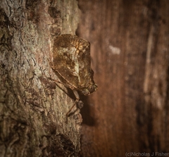 Cotylana angustifrons