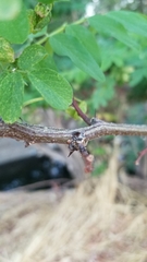 Robinia pseudoacacia