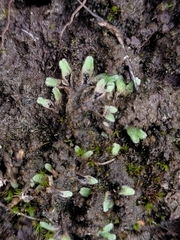 Riccia beyrichiana
