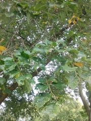 Ulmus pumila