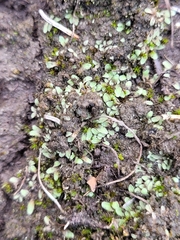 Riccia beyrichiana