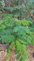 Robinia pseudoacacia