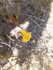 Goodenia dimorpha