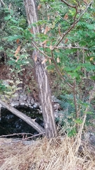 Robinia pseudoacacia