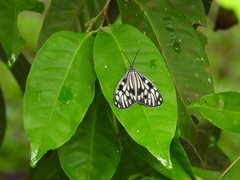 Cyclosia pieridoides