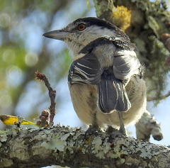Dryoscopus cubla cubla