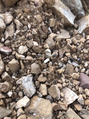 Dasymutilla snoworum