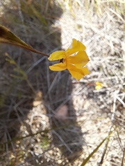 Goodenia dimorpha