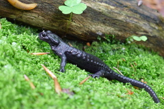 Alpine Salamander photo 4