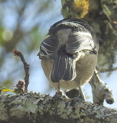 Dryoscopus cubla cubla