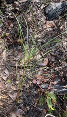 Persoonia longifolia