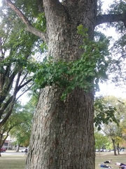 Ulmus
