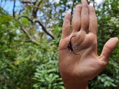 Gasteracantha falcicornis