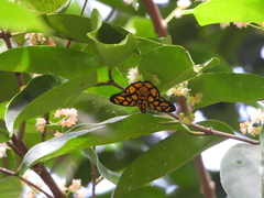Odina hieroglyphica