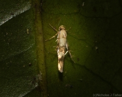 Stathmopoda tritophaea