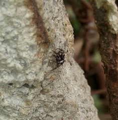 Corythalia