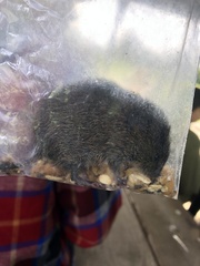 Microtus ochrogaster