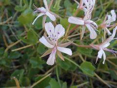Pelargonium spinosum