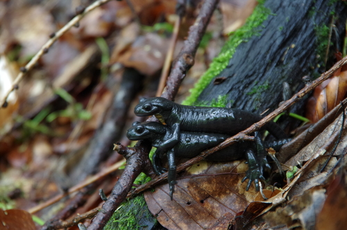 Alpine Salamander, photo 6 of 7