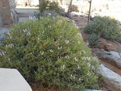 Pelargonium spinosum