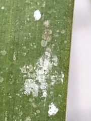 Pilocarpaceae