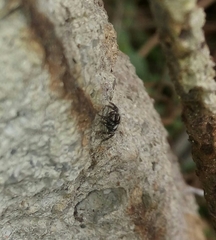 Corythalia