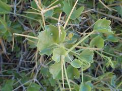 Pelargonium spinosum