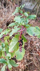 Phytolacca americana
