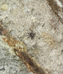Corythalia