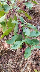 Phytolacca americana