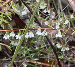 Leucopogon gracilis
