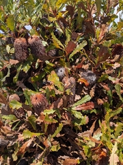 Banksia quercifolia