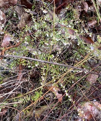 Leucopogon gracilis