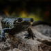 Alpine Salamander - Photo (c) Frank Vassen, some rights reserved (CC BY)