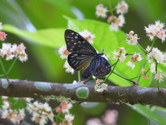 Cyclosia pieridoides
