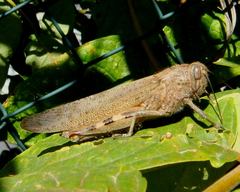 Anacridium aegyptium