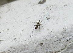 Tachydromia arrogans