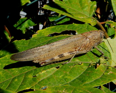 Anacridium aegyptium