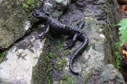 Alpine Salamander, photo 7 of 7