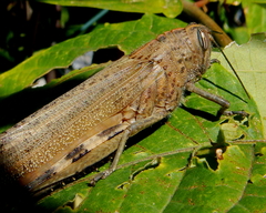 Anacridium aegyptium