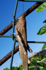 Anacridium aegyptium