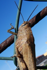 Anacridium aegyptium