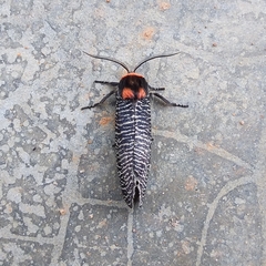 Graphelysia strigillata