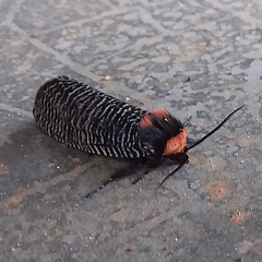 Graphelysia strigillata