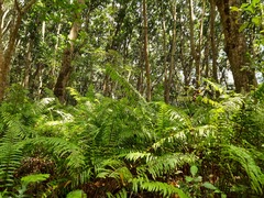 Diplopterygium glaucum