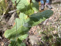 Hakea amplexicaulis