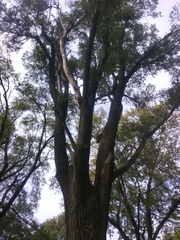 Ulmus