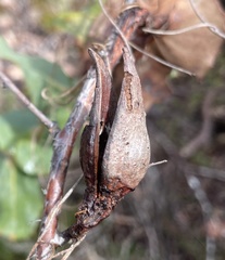 Hakea amplexicaulis