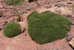 Astragalus balearicus