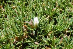 Astragalus balearicus